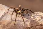 Arizona-Santa Cruz County Close-up of tarantula Art Print